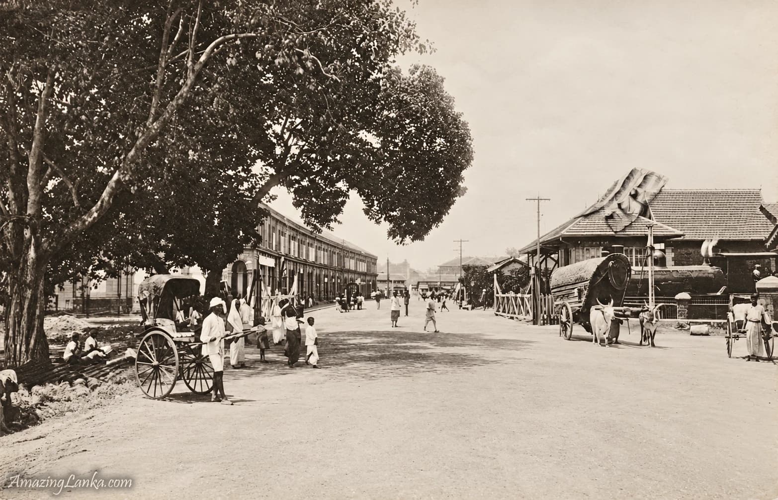 Vintage photograph of Slave Island, Kompanna Veediya, Colombo, with a large tree, rickshaws and bullock carts